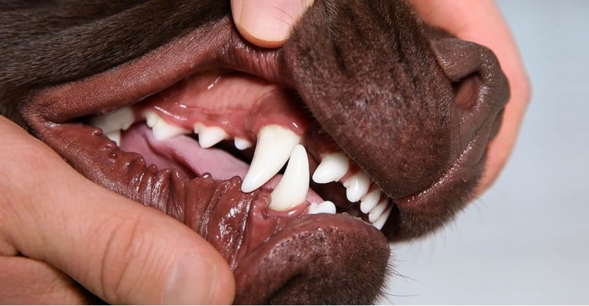 Como manter a saúde oral do seu cão