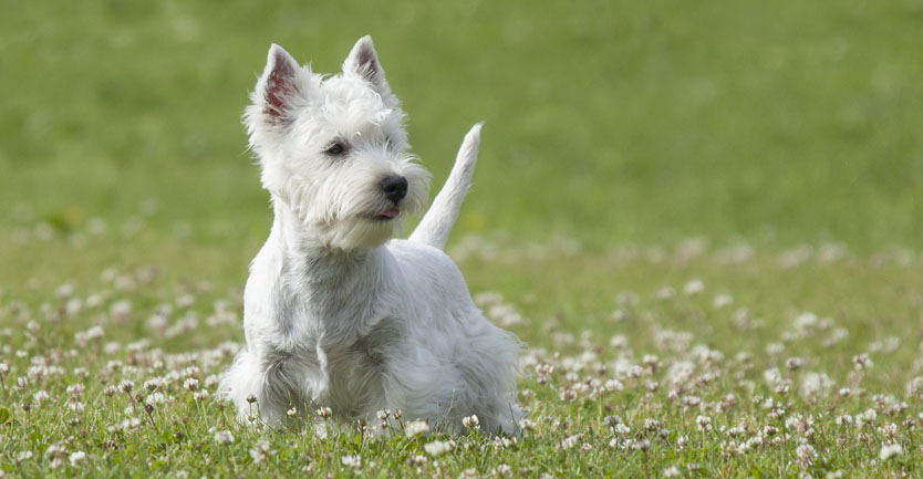 Raça: West Highland White Terrier