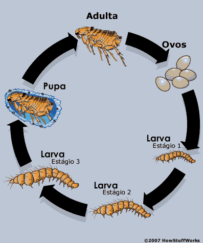 ciclo da pulga